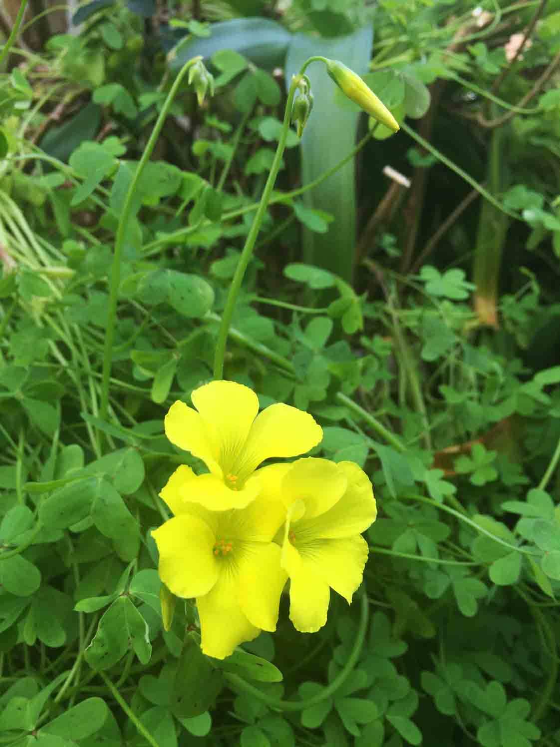 日暮里から池之端・白山・浅草へ_c0197940_15551570.jpg