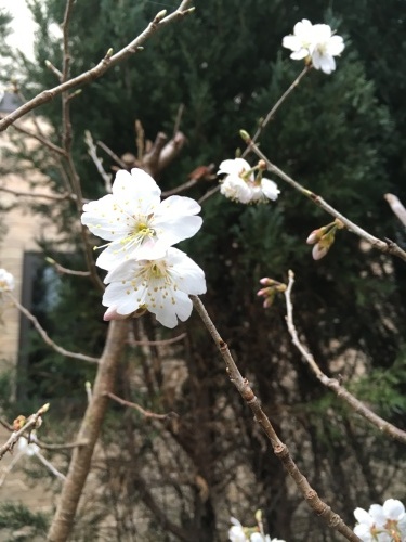 桜が咲きました❗️_b0346442_00502437.jpeg