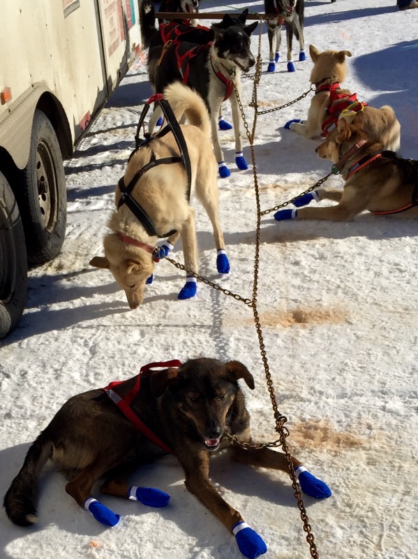 アイデタロッド 犬ぞりレース_b0135948_1129137.jpg