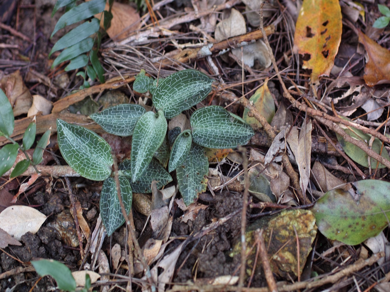 八重山諸島の植物：３_c0008948_1648112.jpg