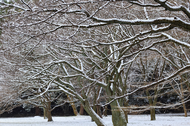 淡雪・京都御苑_f0155048_20192858.jpg