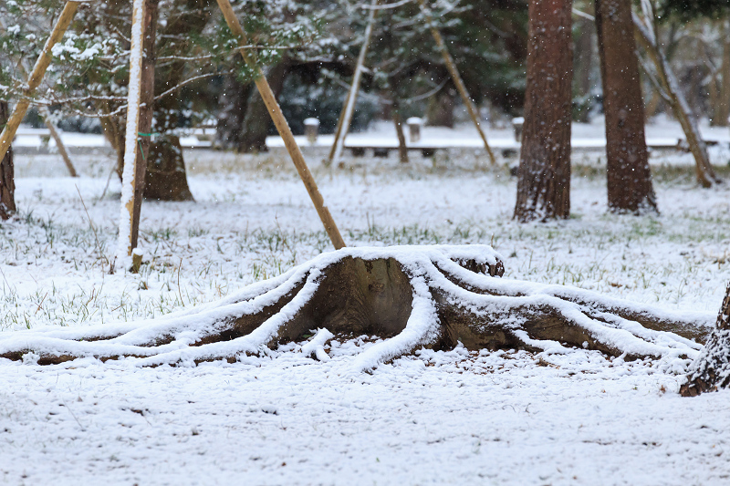 淡雪・京都御苑_f0155048_20193545.jpg