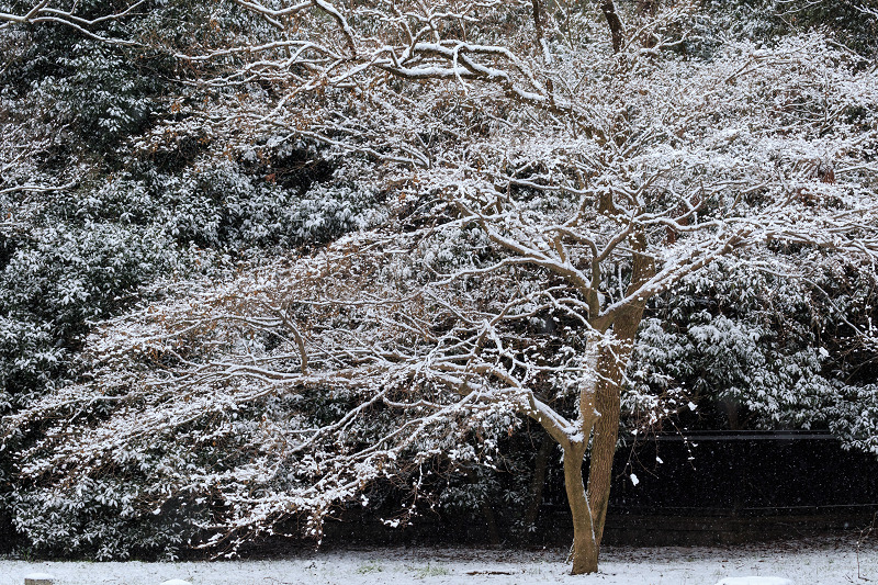 淡雪・京都御苑_f0155048_20194419.jpg