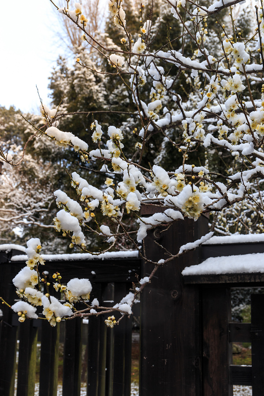 淡雪・京都御苑_f0155048_20254451.jpg