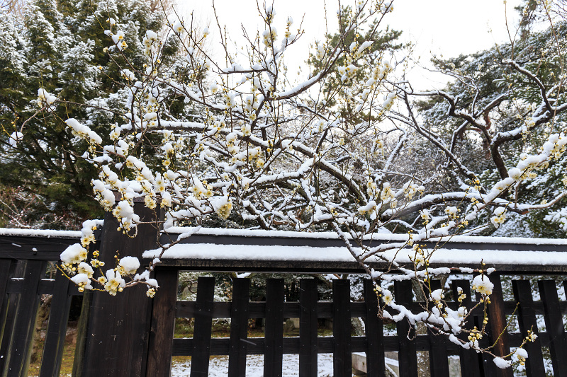 淡雪・京都御苑_f0155048_2026554.jpg