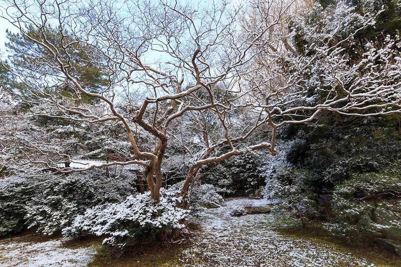 淡雪・京都御苑_f0155048_20272816.jpg