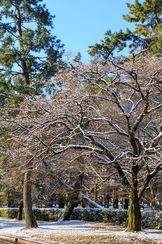 淡雪・京都御苑_f0155048_20312150.jpg