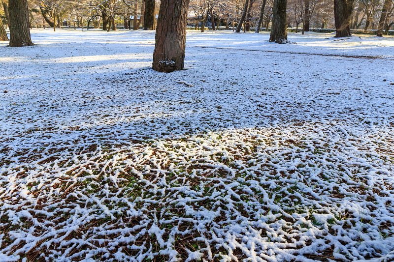 淡雪・京都御苑_f0155048_20323119.jpg