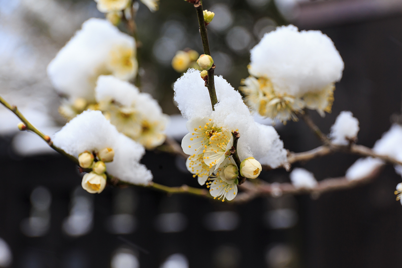 淡雪・京都御苑_f0155048_20351046.jpg