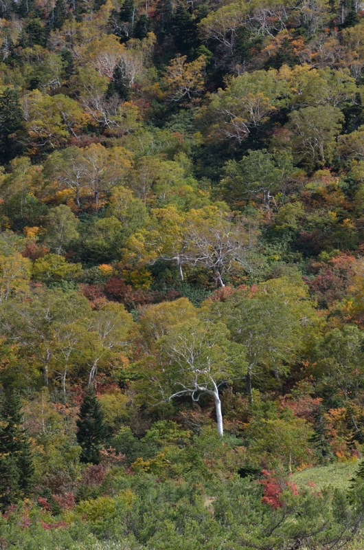 20151003 大日平～称名滝 3/6_a0263952_19574712.jpg