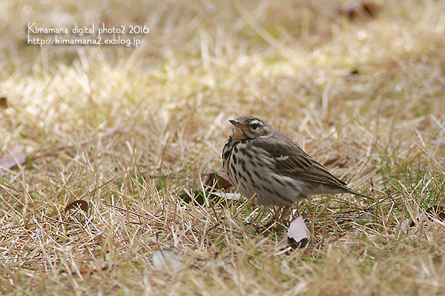 散歩中に出会った鳥_f0324756_819372.jpg