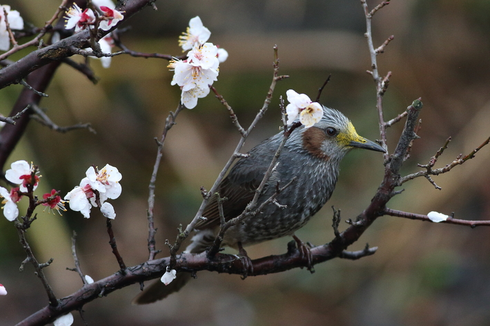 水元公園の野鳥（３月８日）カワセミ、エナガの巣作り_d0350160_19565581.jpg