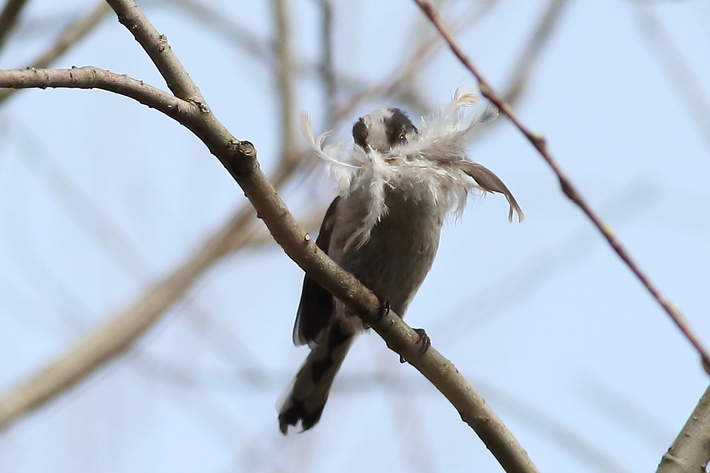 水元公園の野鳥（３月８日）カワセミ、エナガの巣作り_d0350160_19584331.jpg