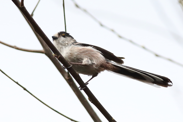 水元公園の野鳥（３月８日）カワセミ、エナガの巣作り_d0350160_1958455.jpg