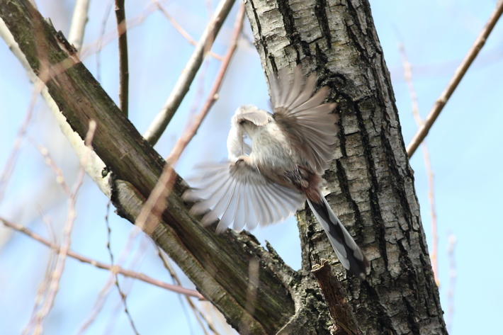 水元公園の野鳥（３月８日）カワセミ、エナガの巣作り_d0350160_2002999.jpg