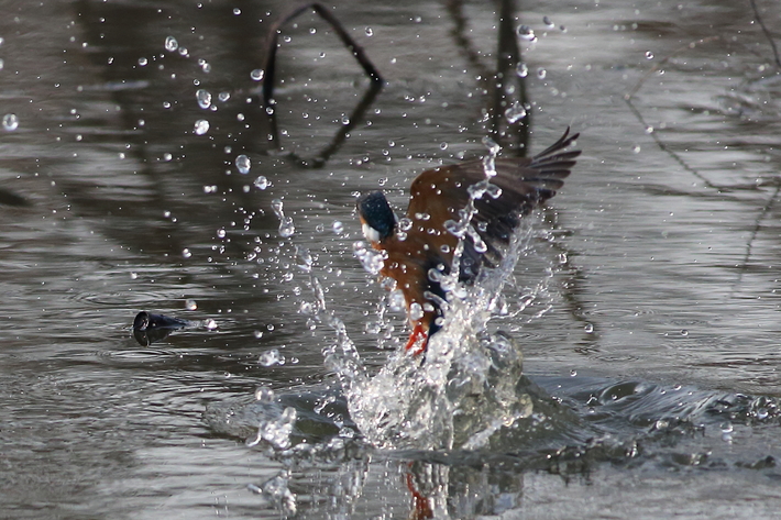 水元公園の野鳥（３月８日）カワセミ、エナガの巣作り_d0350160_20103592.jpg