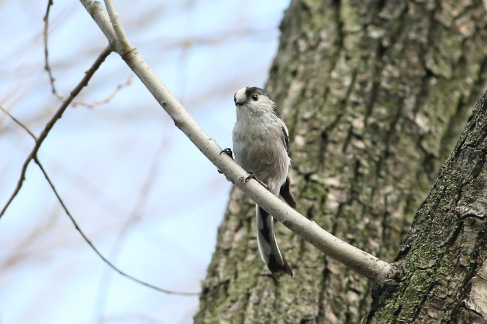 水元公園の野鳥（３月８日）カワセミ、エナガの巣作り_d0350160_2024146.jpg