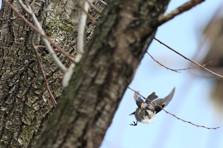 水元公園の野鳥（３月８日）カワセミ、エナガの巣作り_d0350160_2031544.jpg