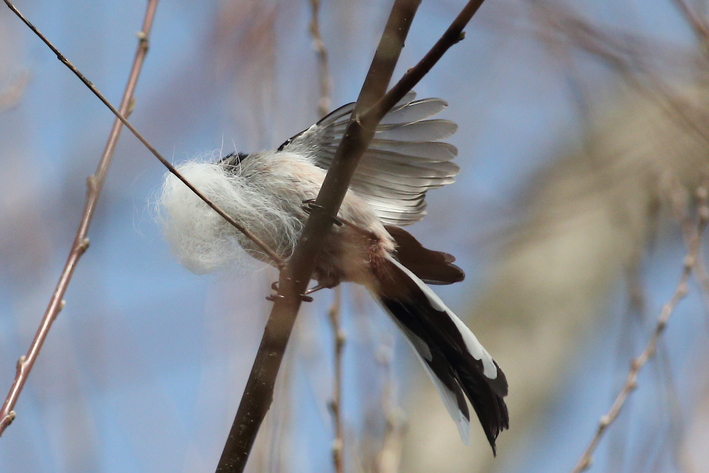 水元公園の野鳥（３月８日）カワセミ、エナガの巣作り_d0350160_2041498.jpg