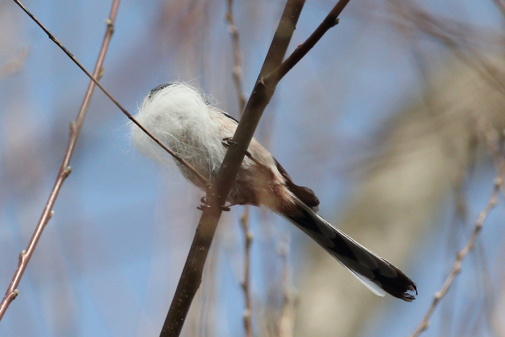 水元公園の野鳥（３月８日）カワセミ、エナガの巣作り_d0350160_204277.jpg