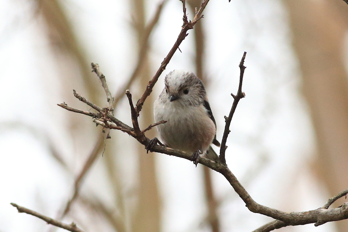 水元公園の野鳥（３月８日）カワセミ、エナガの巣作り_d0350160_2055876.jpg