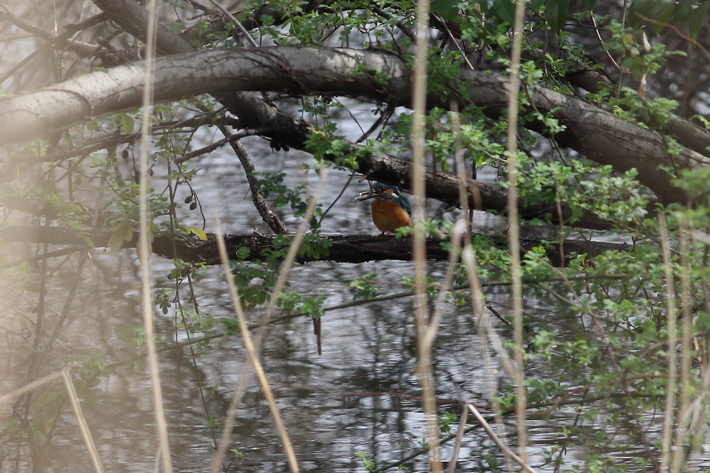 水元公園の野鳥（３月８日）カワセミ、エナガの巣作り_d0350160_2085924.jpg