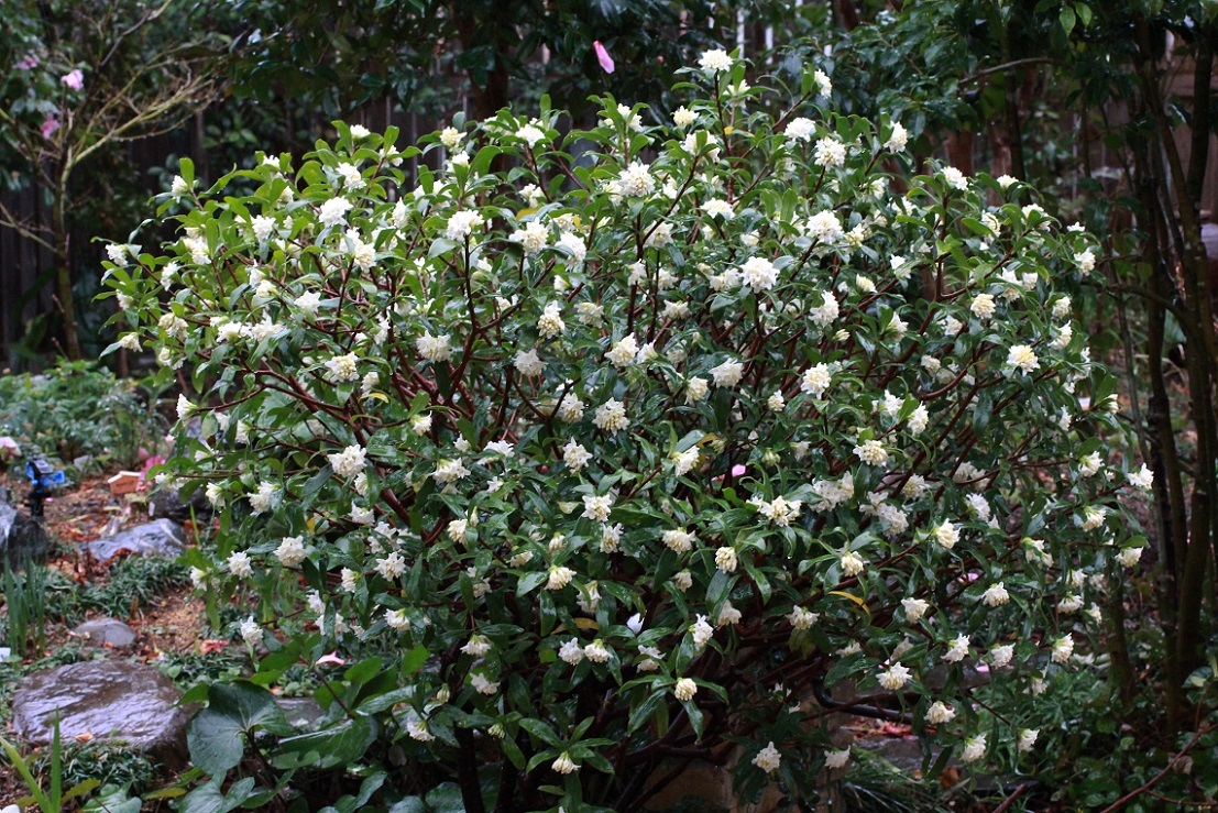 花を活ける ~沈丁花~_a0107574_16084395.jpg