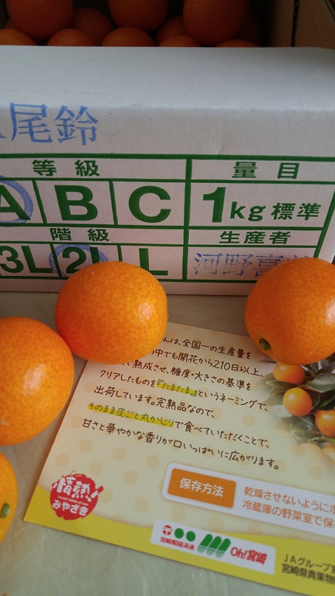 金柑たまたま_b0019674_1393928.jpg