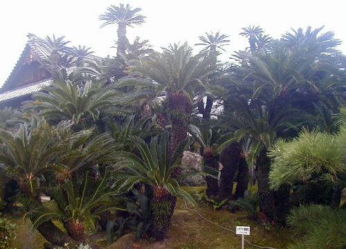 d0053294_1291890.jpg