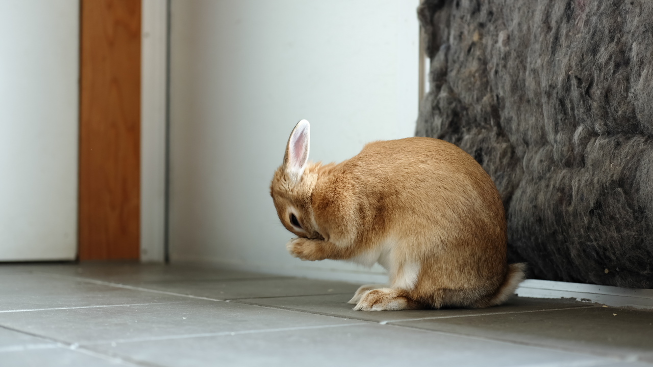 事務所にウサギがいる幸せ_e0092097_10434924.jpg