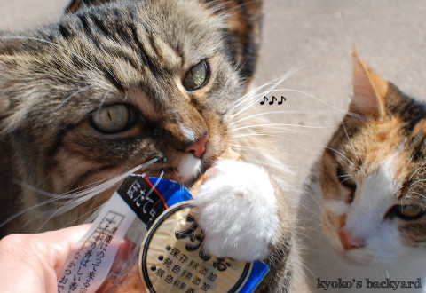 弟猫と姉猫の、おやつ争奪戦_b0253205_01542577.jpg