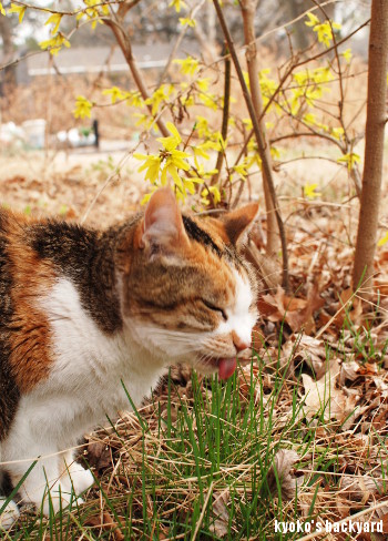 レンギョウを愛でる猫？_b0253205_04080980.jpg