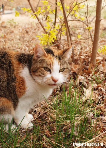 レンギョウを愛でる猫？_b0253205_04084590.jpg