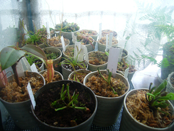 食虫植物 冬越え いつも遠い空を想って