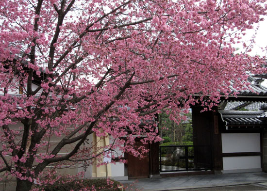 16さくら便り4 長徳寺のおかめ桜_e0048413_21202572.jpg
