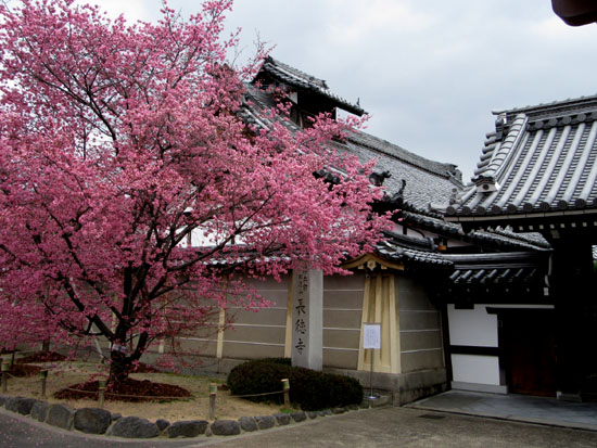 16さくら便り4 長徳寺のおかめ桜_e0048413_2120355.jpg