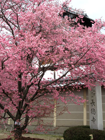 16さくら便り4 長徳寺のおかめ桜_e0048413_21204739.jpg