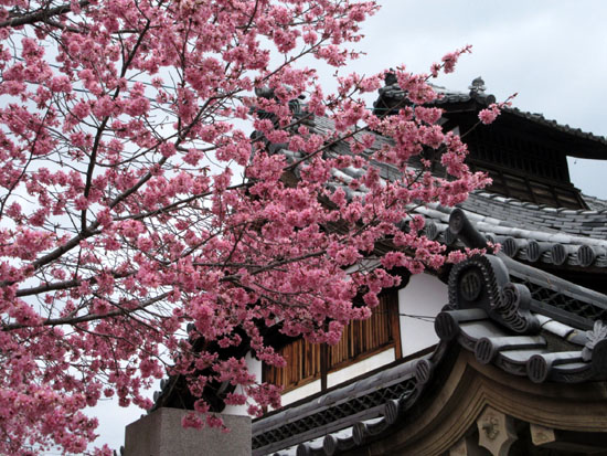 16さくら便り4 長徳寺のおかめ桜_e0048413_21205775.jpg