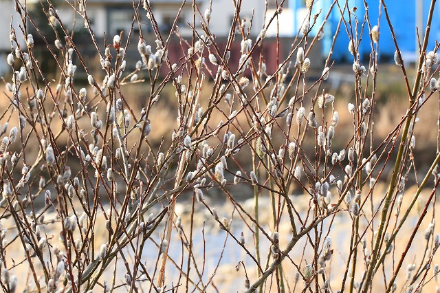 ネコヤナギの花が咲く春が来た_e0321325_9131.jpg