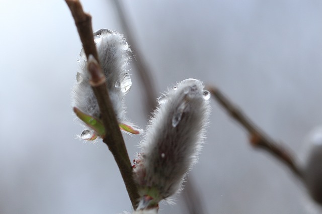 ネコヤナギの花が咲く春が来た_e0321325_924281.jpg