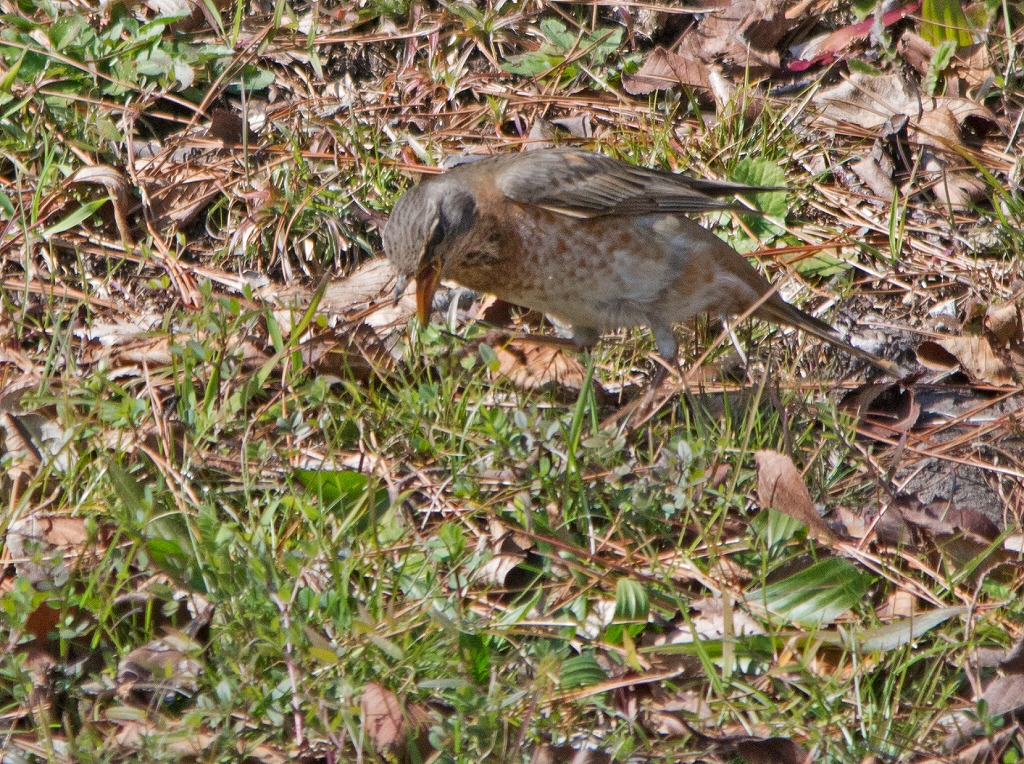 e0331427_9551718.jpg