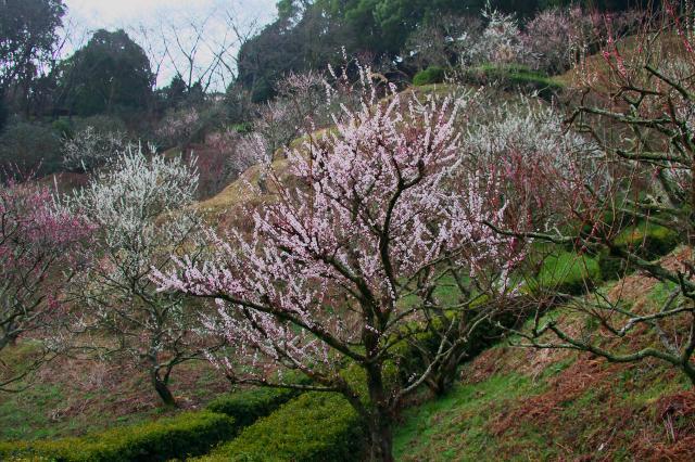 蓮華寺池公園の白梅とメジロ_c0309734_04311723.jpg