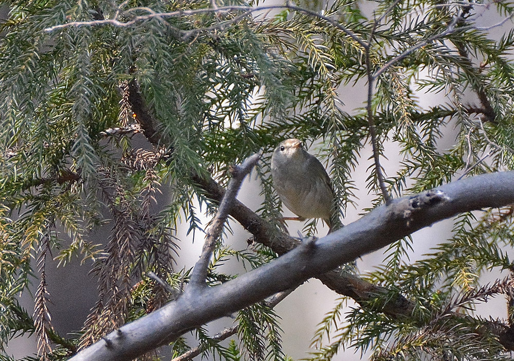 e0097534_9454541.jpg