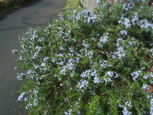f0206939_2014888.jpg