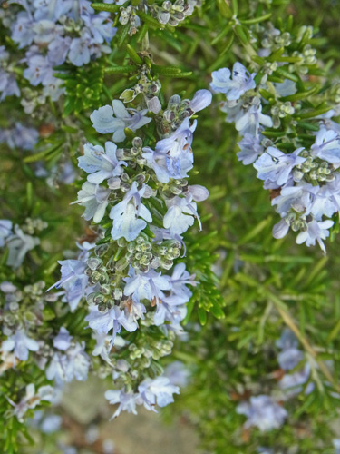 f0206939_2016043.jpg