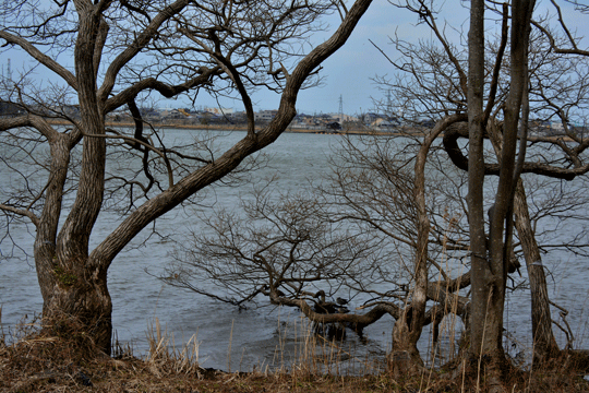 c0093046_17263263.gif