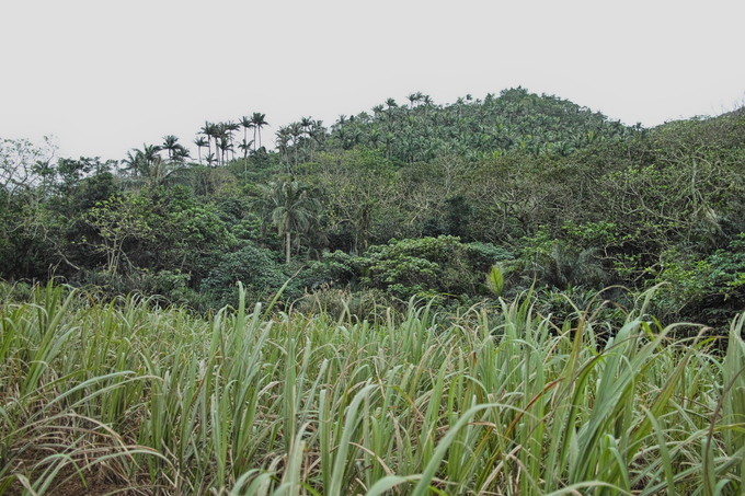 八重山諸島の植物：４_c0008948_11144091.jpg