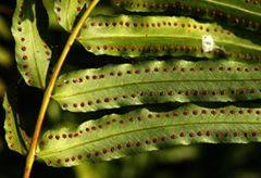 ホウビカンジュ Nephrolepis biserrata : 鳥平の自然だより（植物編）