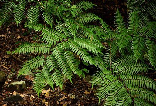 ヒカゲヘゴ1. 9号鉢 奄美大島産 シダ植物 （当園栽培品）（子株
