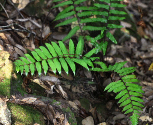 クロヘゴ（オニヘゴ）Cyathea podophylla : 鳥平の自然だより